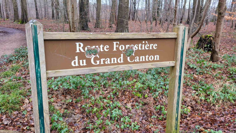 2024-01-16 Forêt verte Grand Canton (27)