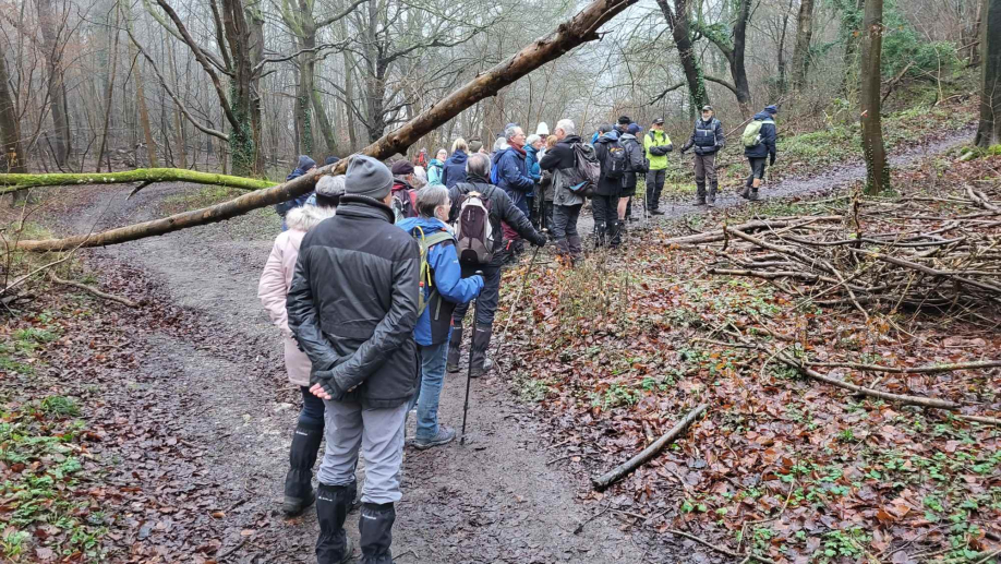 2024-01-16 Forêt verte Grand Canton (8)