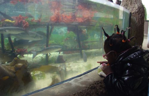 aquarium de Tregastel