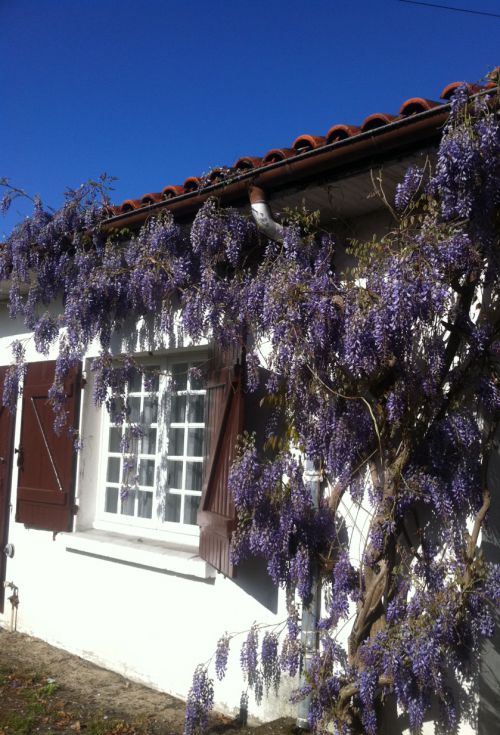 La glycine est en fleur