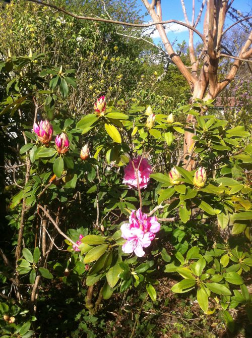 Les rhododendrons commencent à fleurir