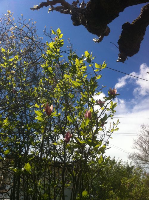 Les magnolias arrivent