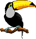 toucan011.gif