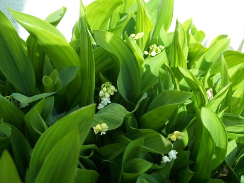 muguet en avance