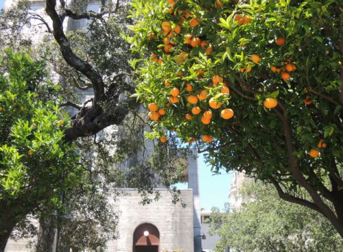 oranges de Californie au château