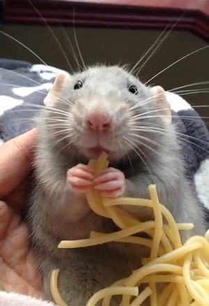 rat spaghetti OK BLOG.jpg