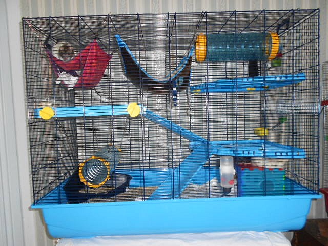 Cages  Rat domestique