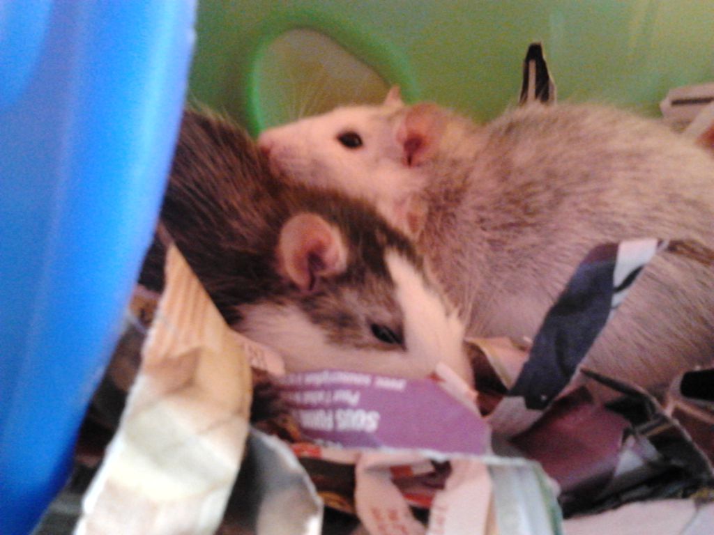 tout savoir sur le rat domestique