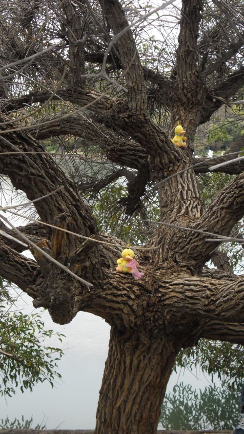 Poupi & Bill dans l'arbre