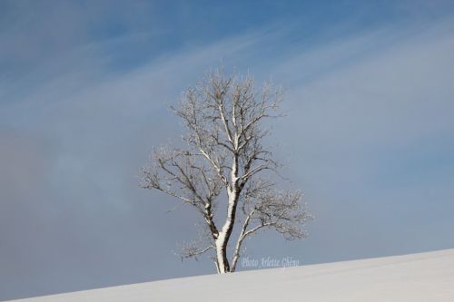 Haut-Jura 