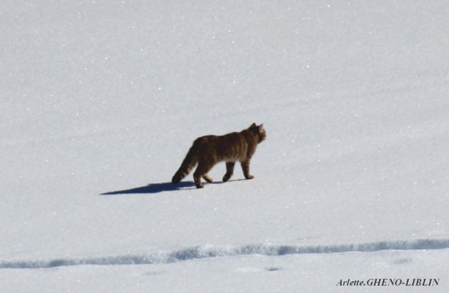 Chat sauvage (Felis silvestris)