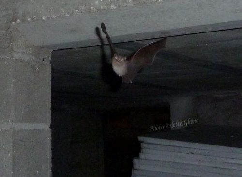 Chauve-souris (14/08/2011)