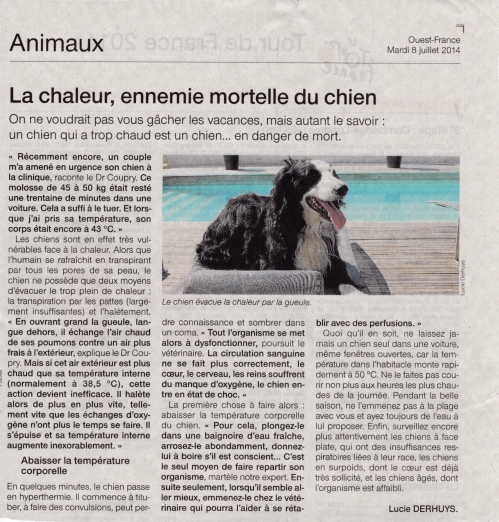 La chaleur ennemie du chien.jpg