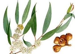 eucalyptus feuille.jpg