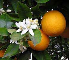 oranger fleur et fruit.jpg