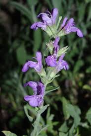 Sauge officinale fleur.jpg