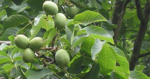 noyer arbre.jpg