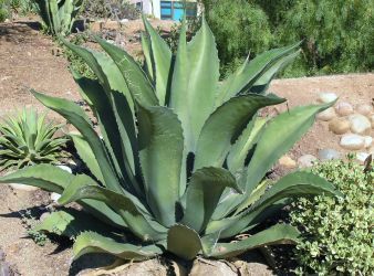 Agave.jpg