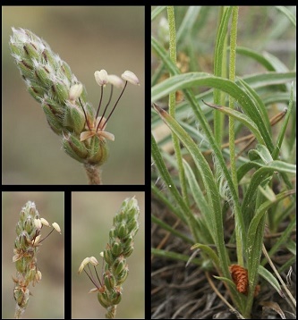 Plantago-albicans3.jpg