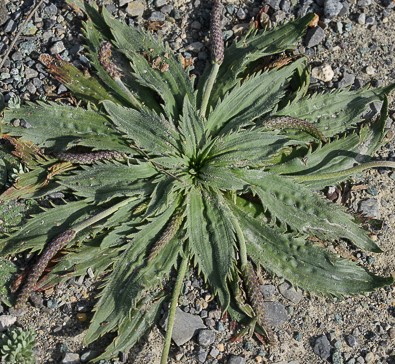 plantain a feuilles dentées.jpg