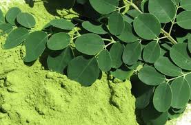 Moringa.jpg