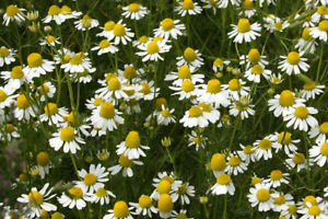 La camomille matricaire, antiallergique et apaisante- Plantes et Santé