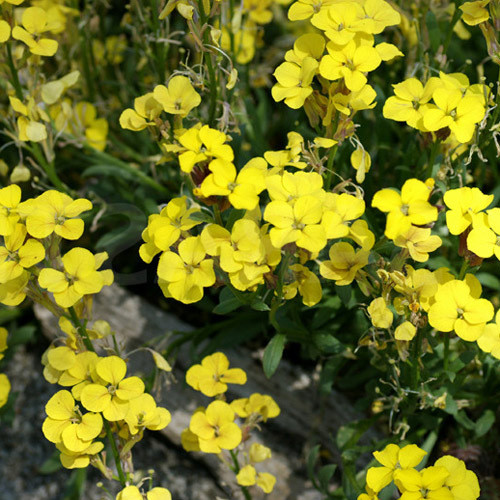 erysimum.jpg