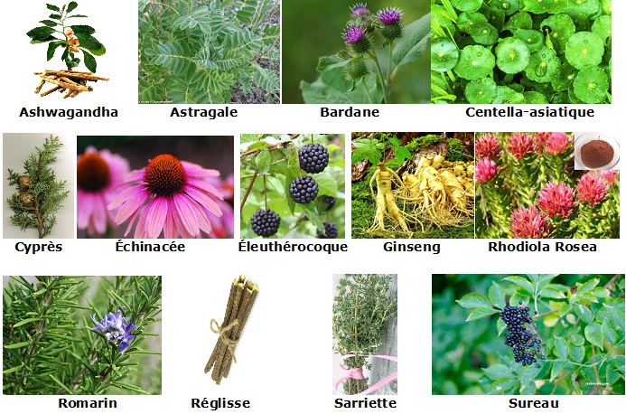 Plantes adaptogènes.jpg
