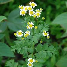 Tanacetum parthenium.jpg