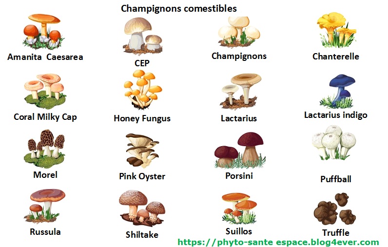 Champignons comestibles.jpg