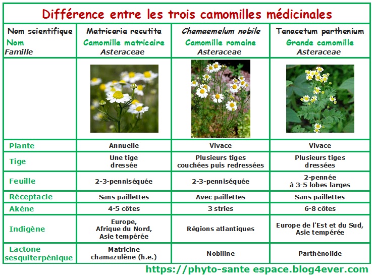 Camomille Romaine ou Camomille Matricaire ?