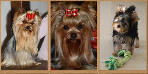 royalton yorkshire terriers.jpg