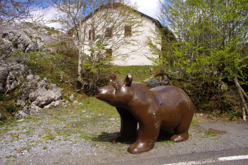 L'ours des Pyrénées