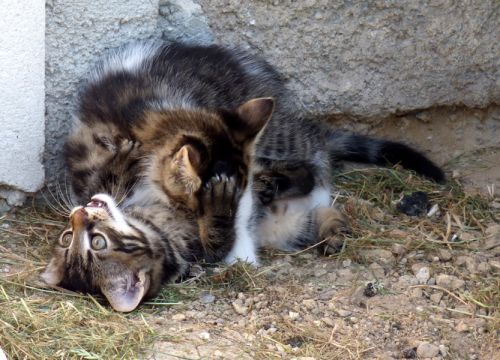 jeux ou bagarre de petits chatsj