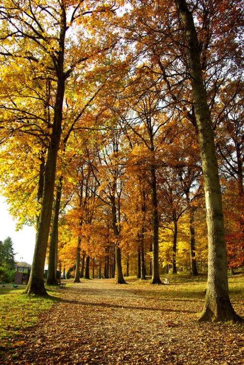 Parc de jeux de Vivier-au-Court