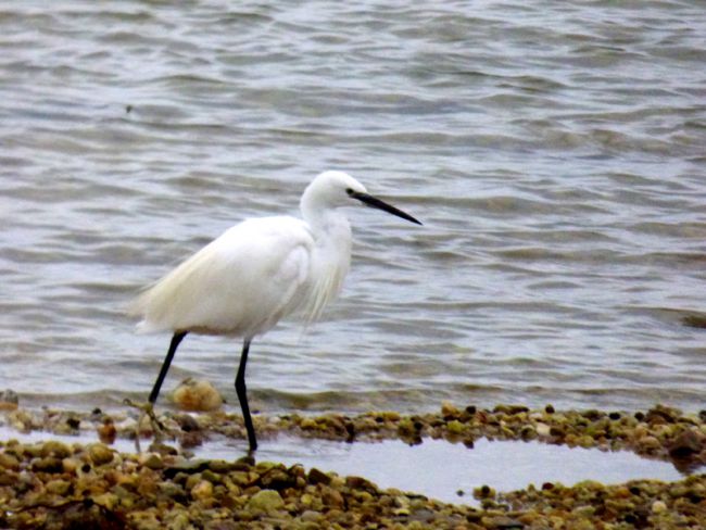 Aigrette en Bretagne