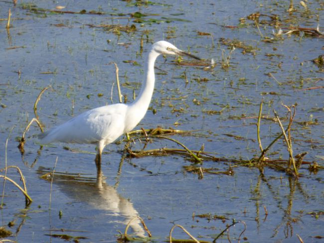 Aigrette