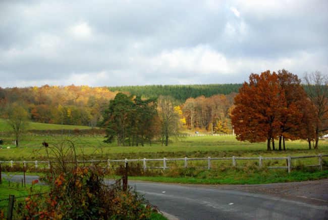 Feuillage d'automne