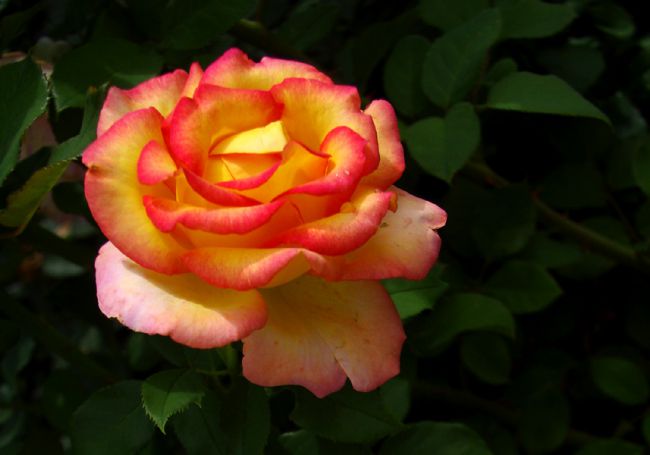 Superbe rose