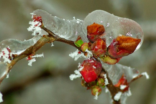 Fleur de pommier du Japon sous le glace