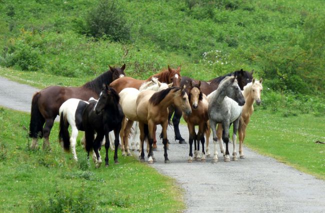 Chevaux en liberté