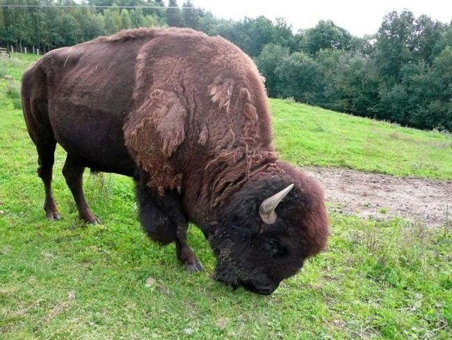 Un bison