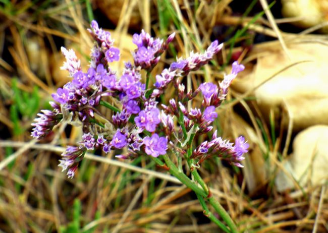 Fleurs de bord de mer en Bretagne