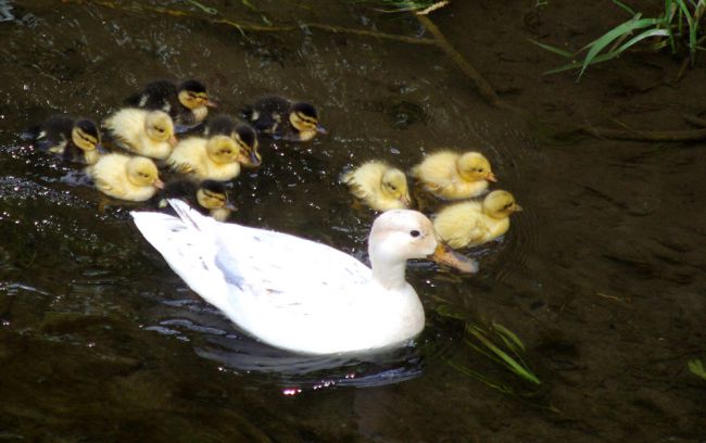 famille canards