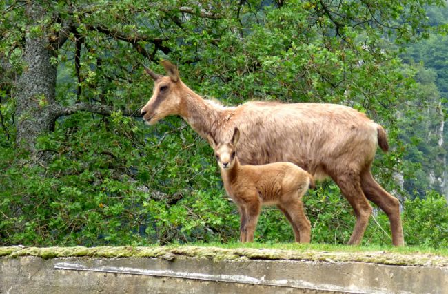 famille Izard