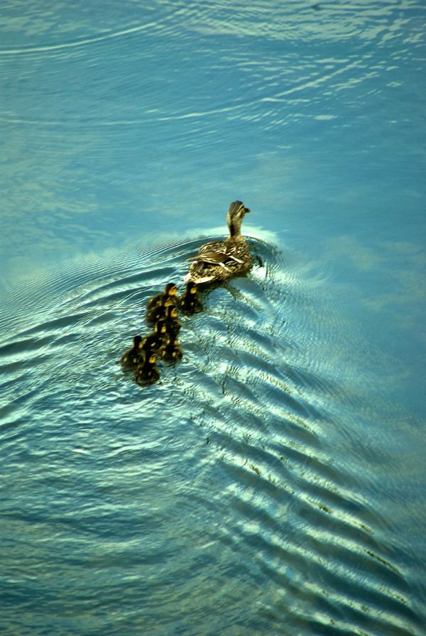 Famille canards à St Pierre de Maillet