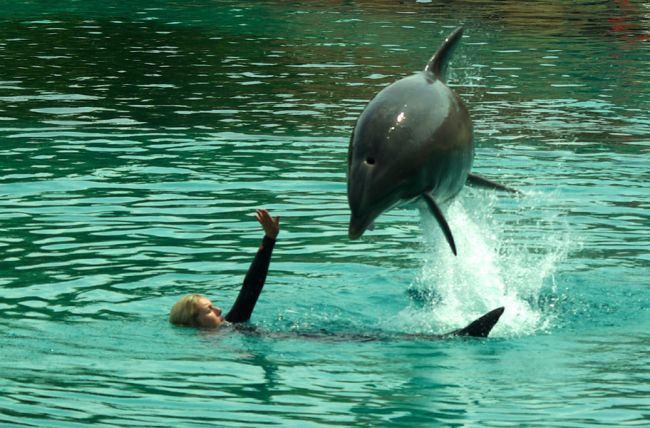 Les dauphins et l'animatrice à Planète sauvage