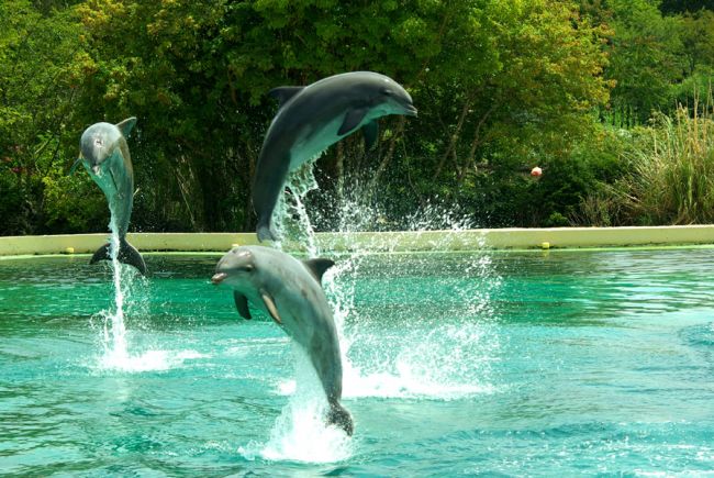 Trio de dauphins à Planète sauvage