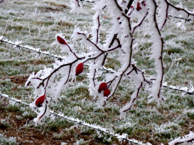 Fruits d'aubépine sous le givre