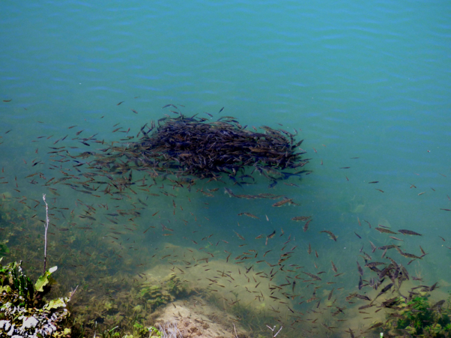 Banc de jeunes poissons en bord du lac